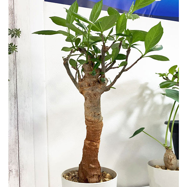 園芸ネット本店｜[送料無料]バオバブ 鉢植え（樹高約30cm、12年生） の