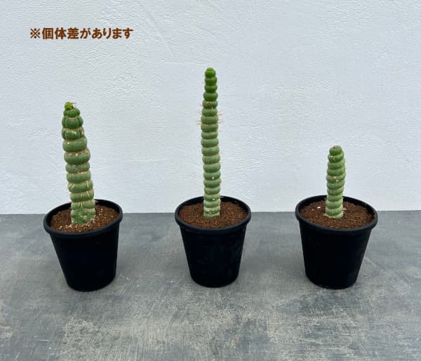 園芸ネット本店｜サボテン：ユーリキニア カスタネア スピラリス 3.5号
