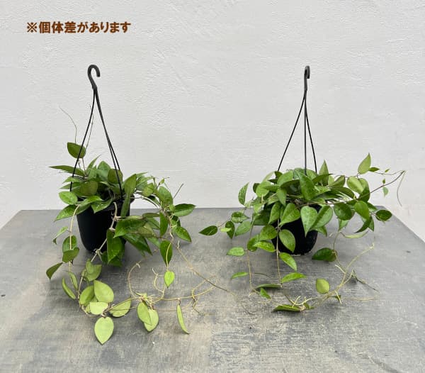 園芸ネット本店｜ホヤ：パラシティカ ブラックエッジ 4号吊り鉢* の