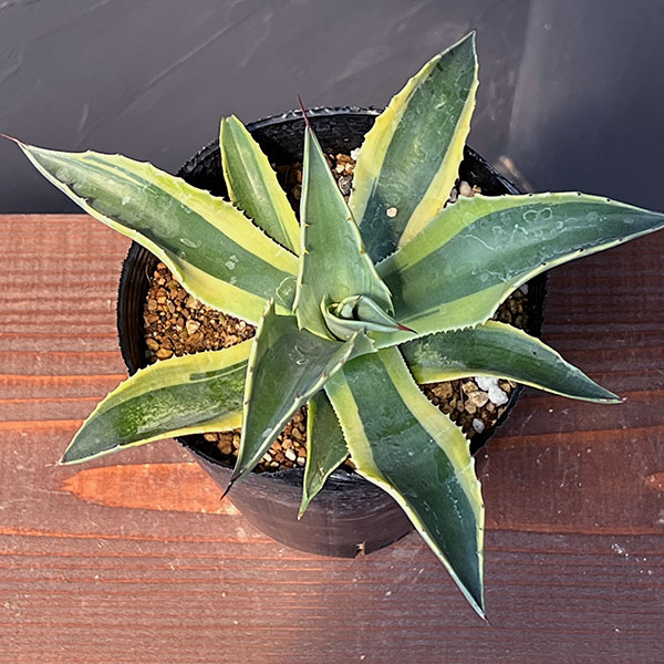 園芸ネット本店｜[ザ・ファームセレクト]アガベ：オバティフォリア