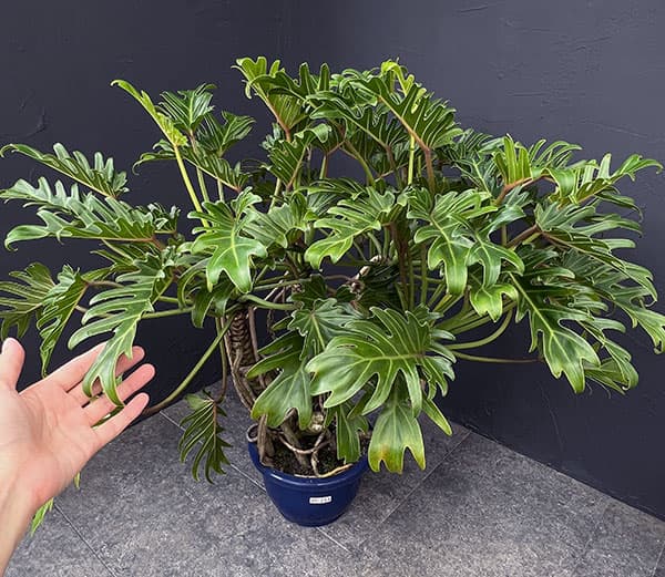 園芸ネット本店｜フィロデンドロン：クッカバラ 8号鉢植え25-02 の通販