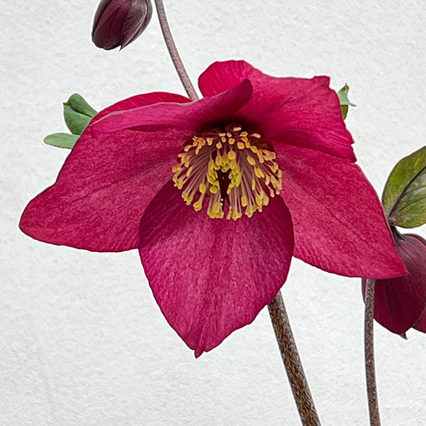 園芸ネット本店｜クリスマスローズ：*HGC 雪の妖精 カーリー4.5号