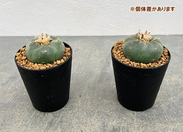 園芸ネット本店｜サボテン：ロフォフォラ 鳥羽玉 3号鉢植え の通販【公式】