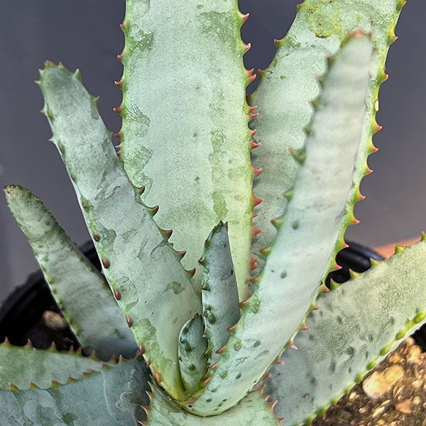 園芸ネット本店｜アロエ：コニフェラ 4号ポット の通販【公式】