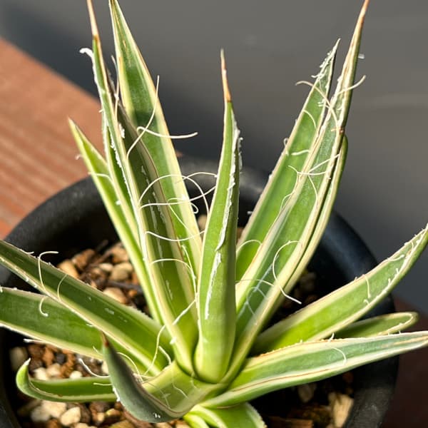 園芸ネット本店｜アガベ：ムルチフィリフェラ スターシャイン 3号