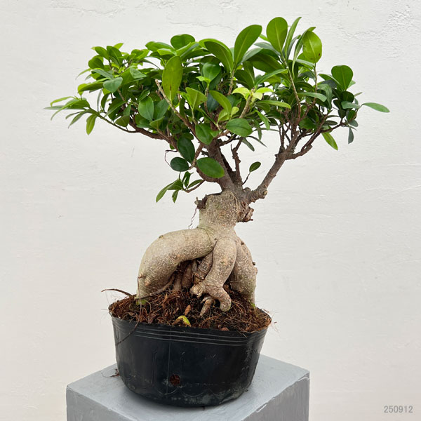 園芸ネット本店｜ガジュマル：幹太仕立て 7号ポット25-03 の通販【公式】