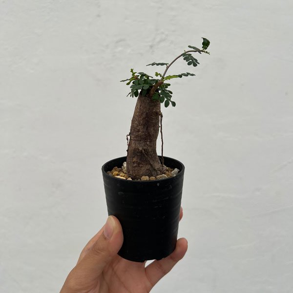 園芸ネット本店｜オペルクリカリア：パキプス（根挿し株）Mサイズ 2.5