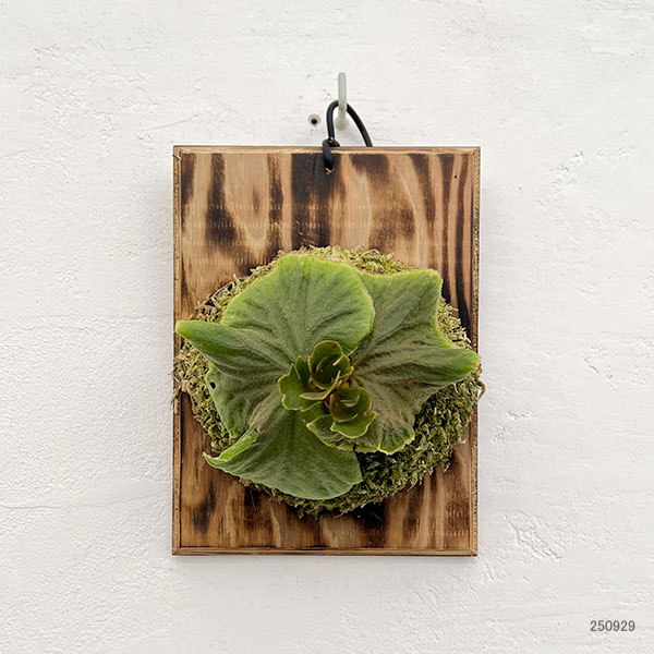 園芸ネット本店｜ビカクシダ（コウモリラン）：リドレイシルベリー