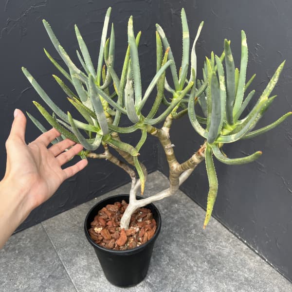 園芸ネット本店｜アロエ：ラモシシマ 6号25-01 の通販【公式】