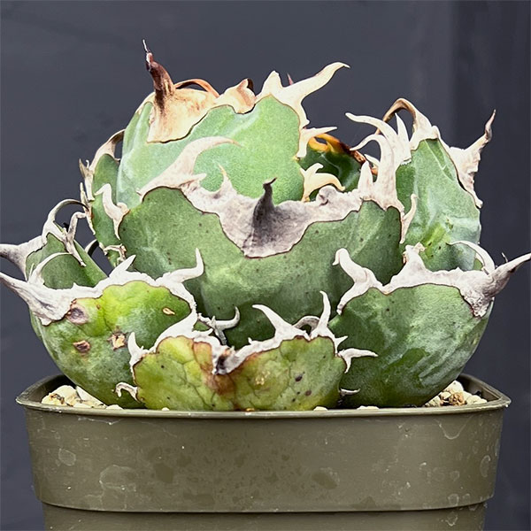 園芸ネット本店｜アガベ：チタノタ 白鯨 3号鉢植え25-03 の通販【公式】