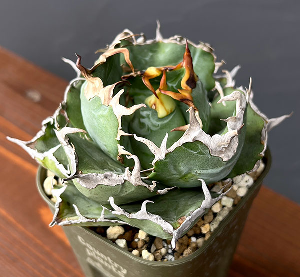 園芸ネット本店｜アガベ：チタノタ 白鯨 3号鉢植え25-03 の通販【公式】