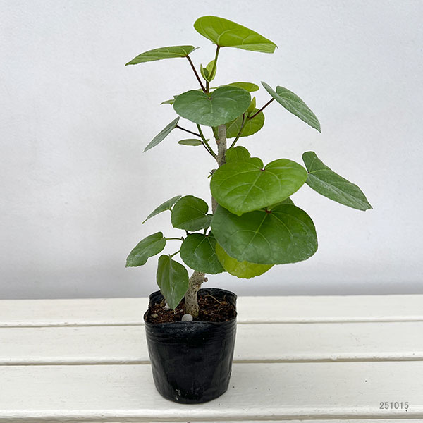 園芸ネット本店｜オオハマボウ：コンパクタ 3号ポット の通販【公式】