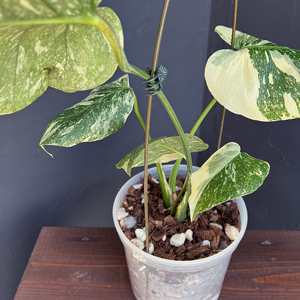 園芸ネット本店｜モンステラ：デリシオーサ レガシー 5号25-01 の通販