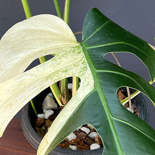 園芸ネット本店｜モンステラ：ボルシギアーナ ミント 6号鉢植え の通販