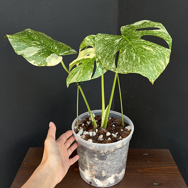 園芸ネット本店｜モンステラ：デリシオーサ レガシー 5号25-03 の通販