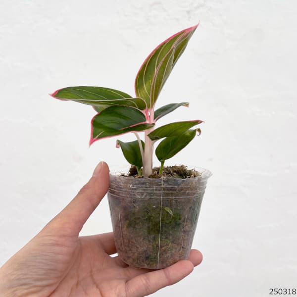 園芸ネット本店｜アグラオネマ：ロータスデライト2.5号ポット の通販