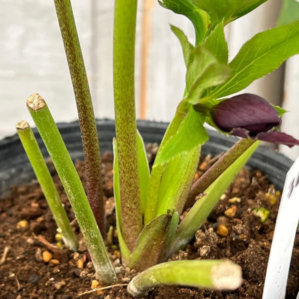 園芸ネット本店｜花郷園さんのクリスマスローズ：25-36パピエ ノワール