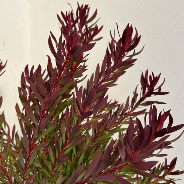 園芸ネット本店｜リューカデンドロン：チェーキー 7号鉢植え の通販