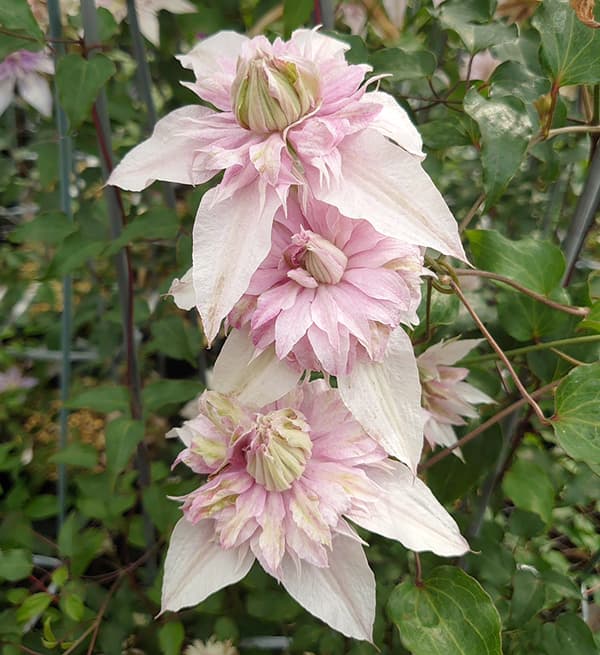 園芸ネット本店｜クレマチス：サクラノヨウセイ（咲良の妖精）3-3.5号