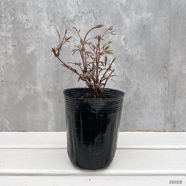 園芸ネット本店｜クレマチス：サクラノヨウセイ（咲良の妖精）3-3.5号