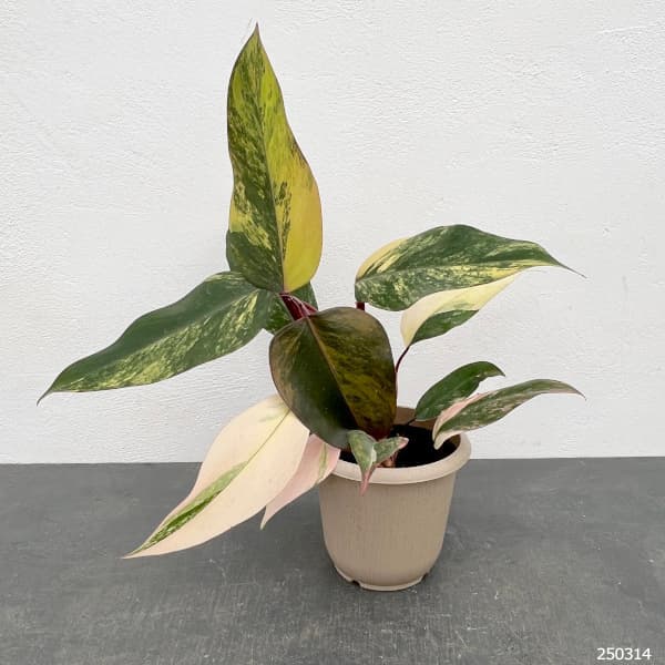 園芸ネット本店｜フィロデンドロン：ストロベリーシェイク 4号25-03 の