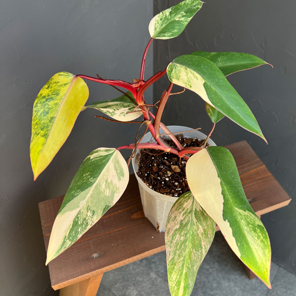 園芸ネット本店｜フィロデンドロン：ストロベリーシェイク 4号25-01 の