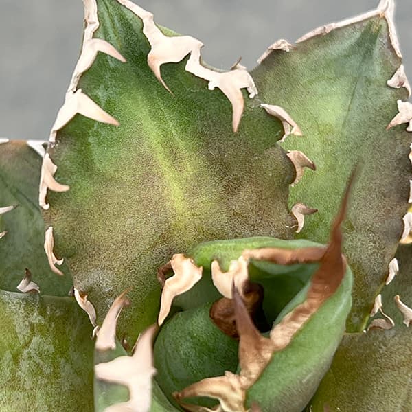 園芸ネット本店｜アガベ：チタノタ 福建白鯨 3号ポット* の通販【公式】