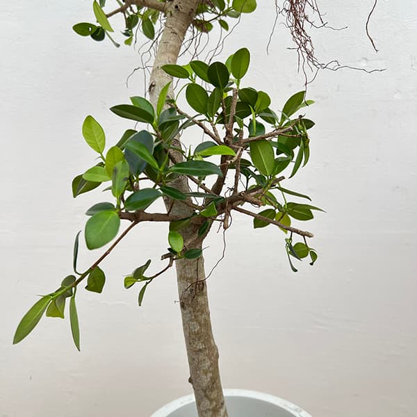 園芸ネット本店｜[送料無料]ガジュマル：センカクガジュマル 8号鉢植え