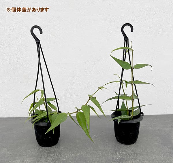 園芸ネット本店｜ホヤ：ブーマニカ 3号吊り鉢 の通販【公式】