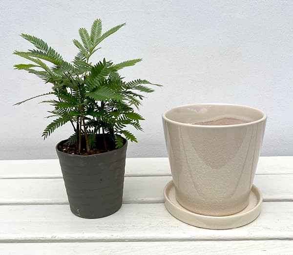 園芸ネット本店｜エバーフレッシュ・陶器鉢ベラ白皿付 の通販【公式】