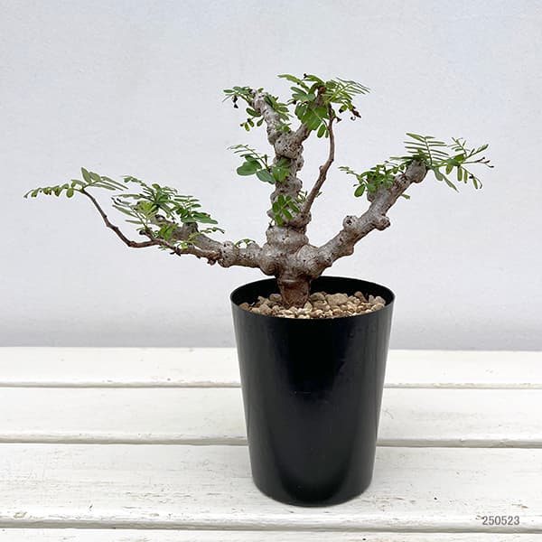 園芸ネット本店｜センナ：メリディオナリス 3号25-02 の通販【公式】