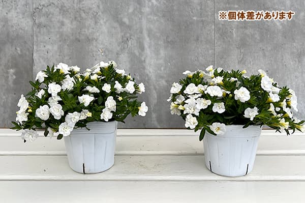 園芸ネット本店｜カリブラコア（八重咲）：オロダブルホワイト3.5号