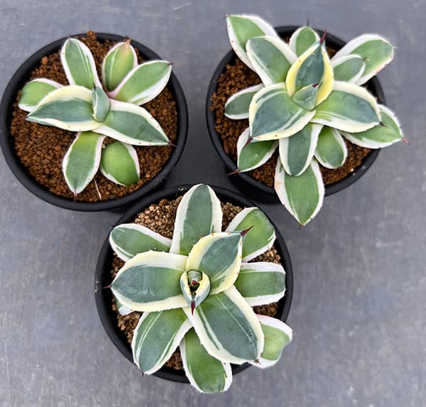 園芸ネット本店｜アガベ：メリコ錦（クリームスパイク）3号鉢植え の