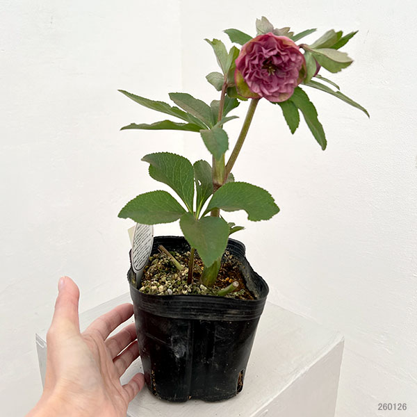 園芸ネット本店｜横山園芸さんのクリスマスローズ：26-05プリマドレス