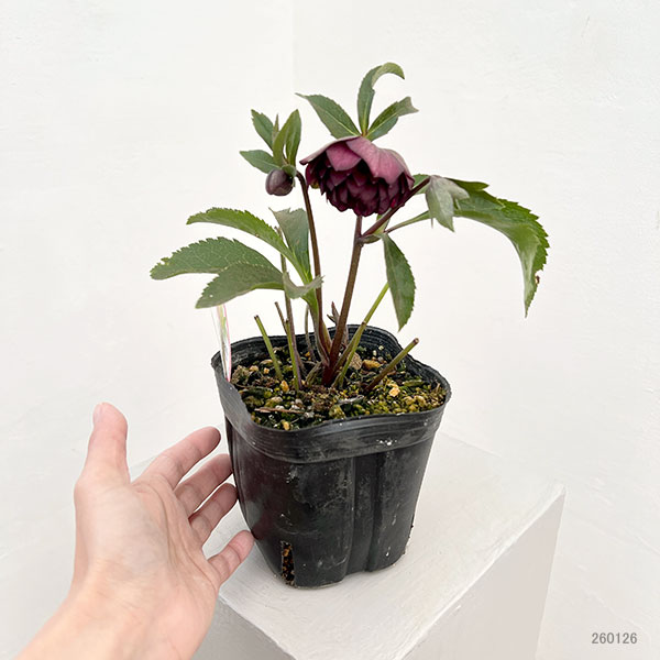 園芸ネット本店｜横山園芸さんのクリスマスローズ：26-02プリマドレス