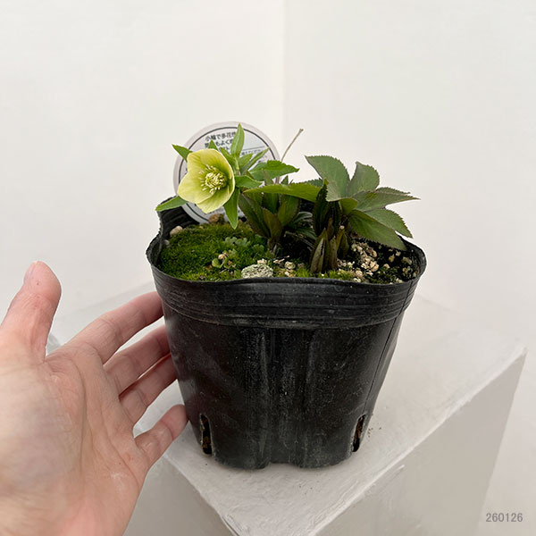 園芸ネット本店｜横山園芸さんのクリスマスローズ：26-24ベビードール