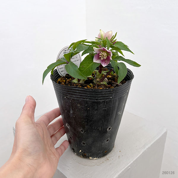 園芸ネット本店｜横山園芸さんのクリスマスローズ：26-27ベビードール