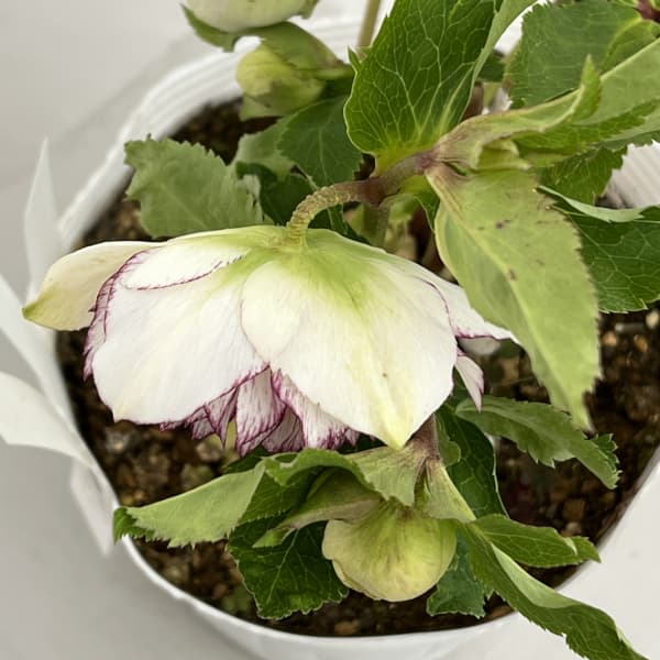 園芸ネット本店｜松村ナーセリーさんのクリスマスローズ：26-81ダブル