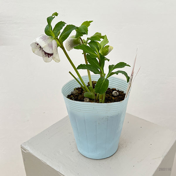 園芸ネット本店｜松村ナーセリーさんのクリスマスローズ：26-23