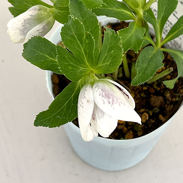 園芸ネット本店｜松村ナーセリーさんのクリスマスローズ：26-23