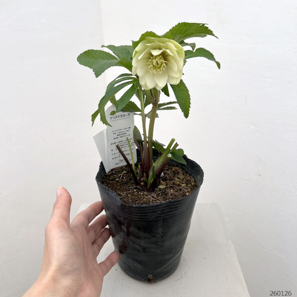 園芸ネット本店｜花郷園さんのクリスマスローズ：26-20ダブル4.5号