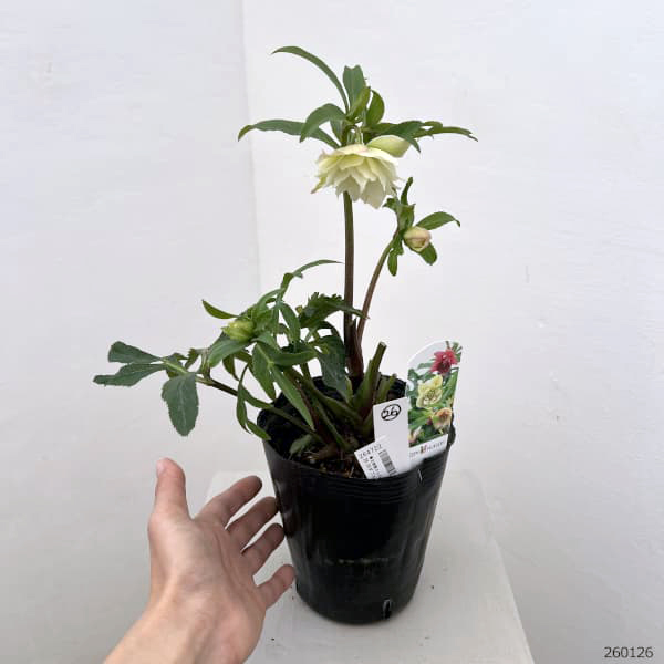 園芸ネット本店｜花郷園さんのクリスマスローズ：26-26ダブル4.5号