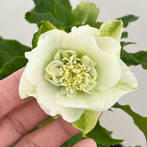 園芸ネット本店｜若泉ファームさんのクリスマスローズ：26-25