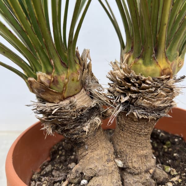 園芸ネット本店｜ユッカ：ロストラータ（2本立ち） 6号鉢植え の通販