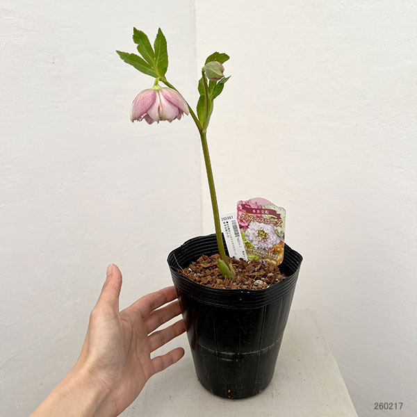 園芸ネット本店｜吉田園芸さんのクリスマスローズ：多弁交配26-01／4.5