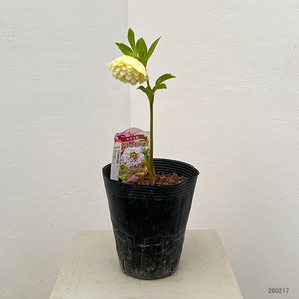 園芸ネット本店｜吉田園芸さんのクリスマスローズ：多弁交配26-04／4.5