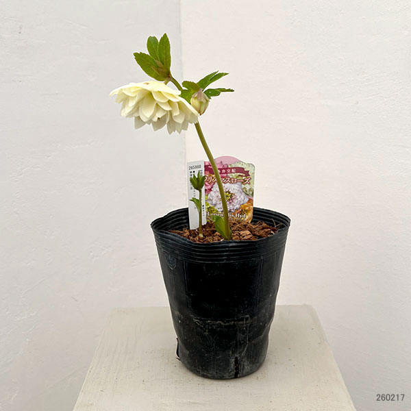 園芸ネット本店｜吉田園芸さんのクリスマスローズ：多弁交配26-08／4.5