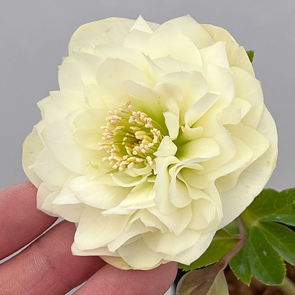 園芸ネット本店｜吉田園芸さんのクリスマスローズ：多弁交配26-08／4.5