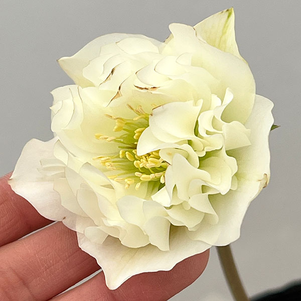 園芸ネット本店｜吉田園芸さんのクリスマスローズ：多弁交配26-11／4.5