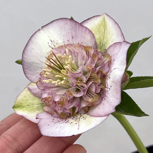 園芸ネット本店｜吉田園芸さんのクリスマスローズ：多弁交配セミダブル